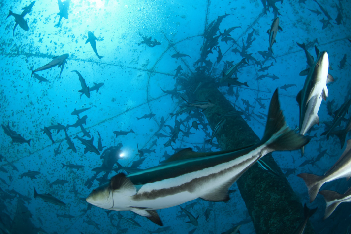 Your Choice, Our Future: The Impact of Sustainable Seafood