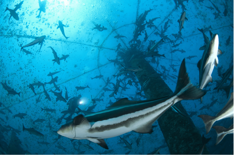 Mariculture Done Right: Open Blue’s Commitment to Sustainable Seafood Practices