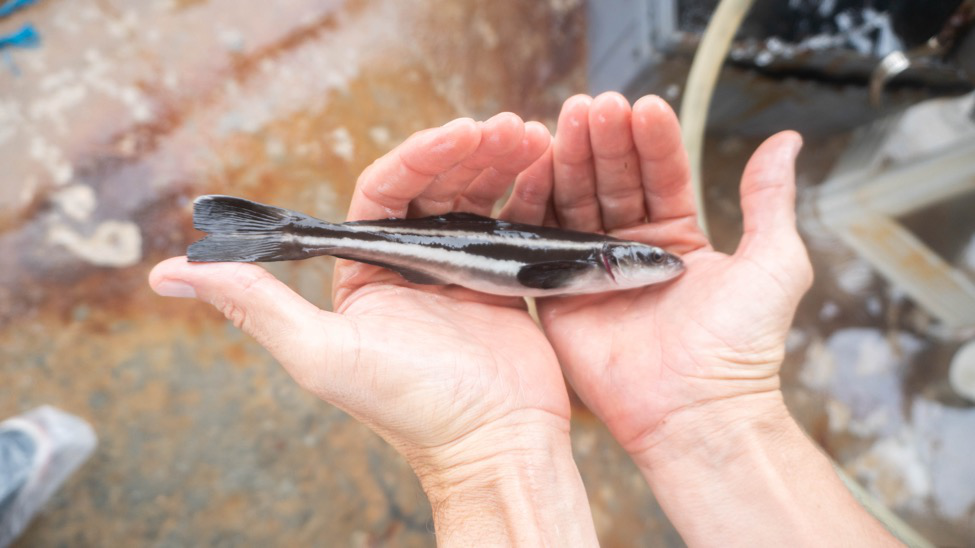Leading the Way: Open Blue’s Role in Marine Conservation