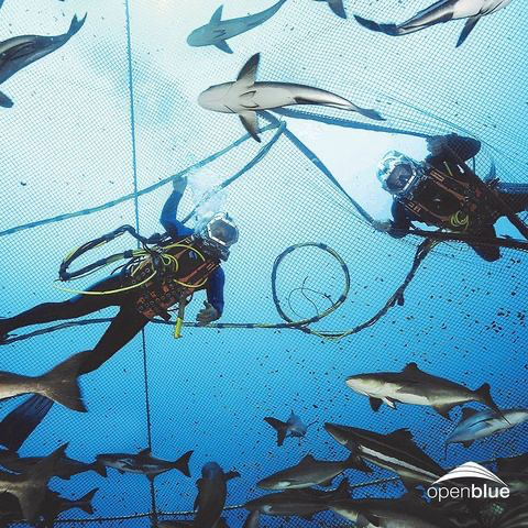 Diving into the Future: The Benefits of Sustainable Cobia Farming
