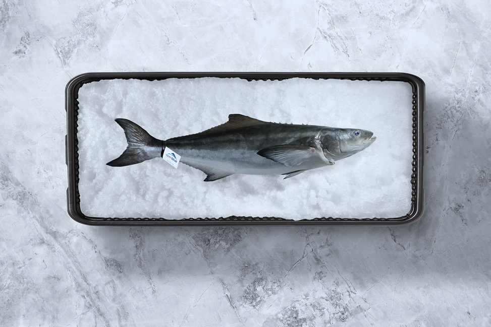 Cobia vs. Ling: Similarities and Differences Between These Pelagic Fish