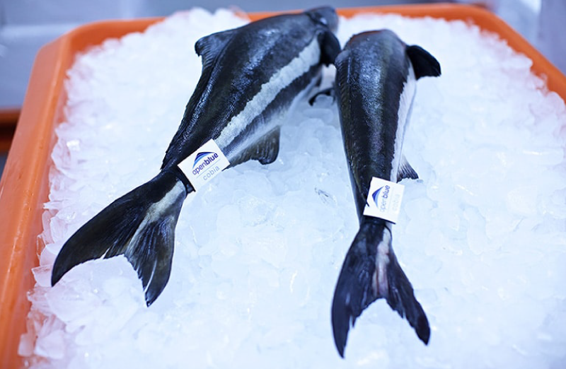 Freshness Matters: How to Assess the Quality of Cobia Fish