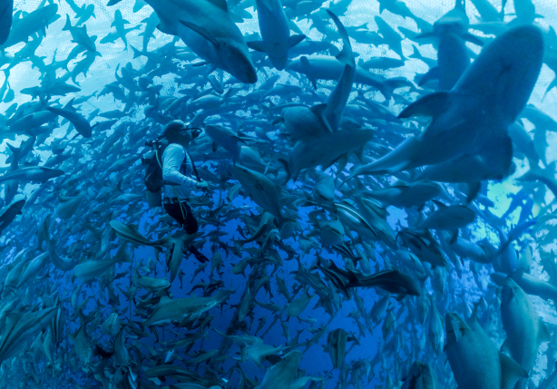 The Whitefish Connoisseur's Guide:  How to Source the Finest Cobia Wholesale