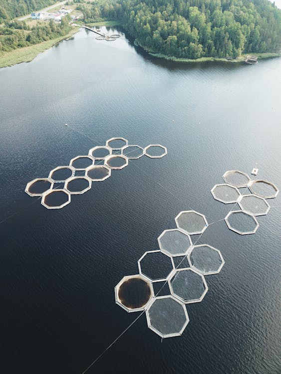 The Cobia Revolution: Innovative Farming Practices Shaping the Future of Seafood