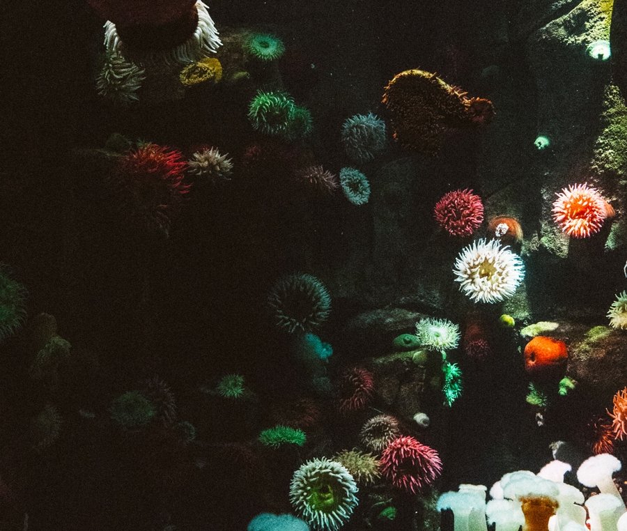 Creating a Better Planet