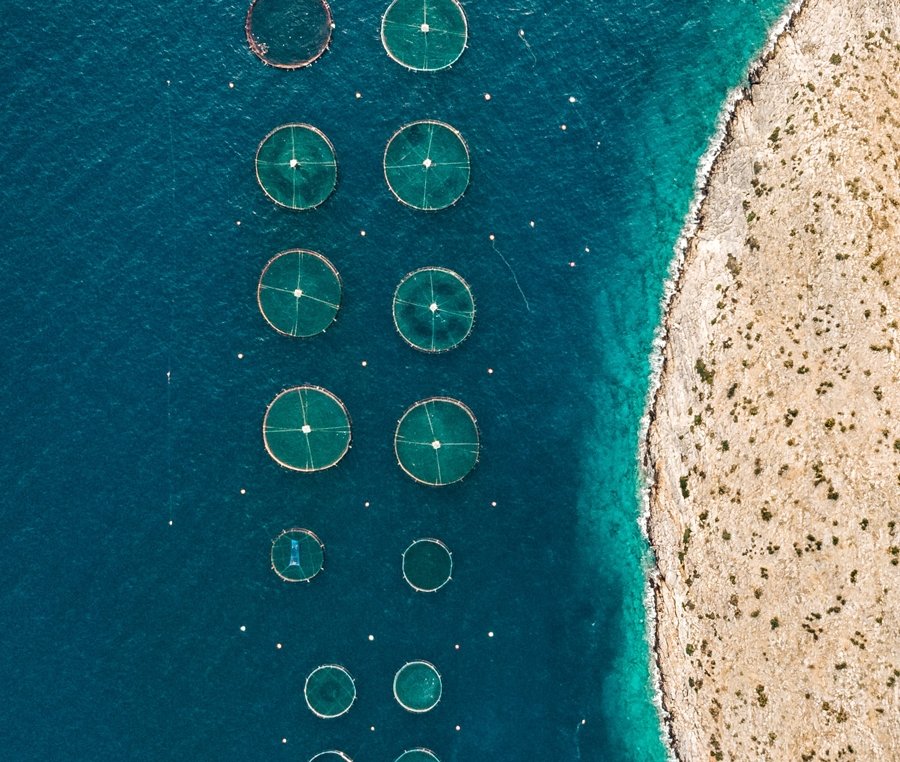 Open Ocean and the Cobia