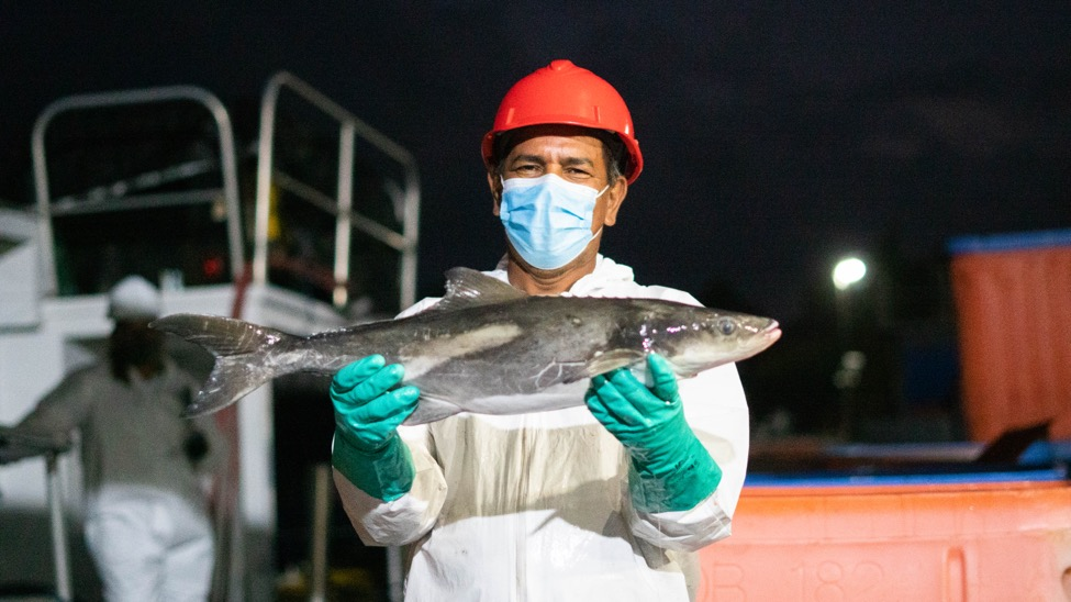 How One Exotic Fish From the Caribbean Is Keeping Our Oceans Cleaner