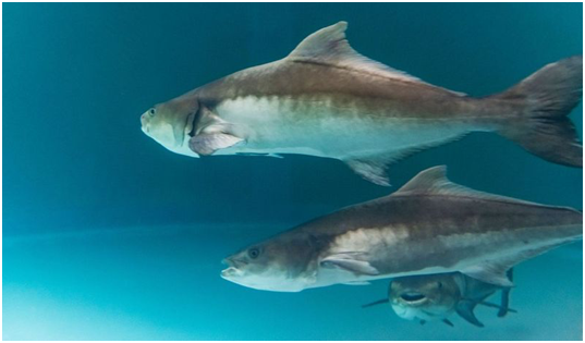 Exploring the Wholesale Seafood World: Some Tips and Tricksfor Finding a Sustainable Source for Cobia